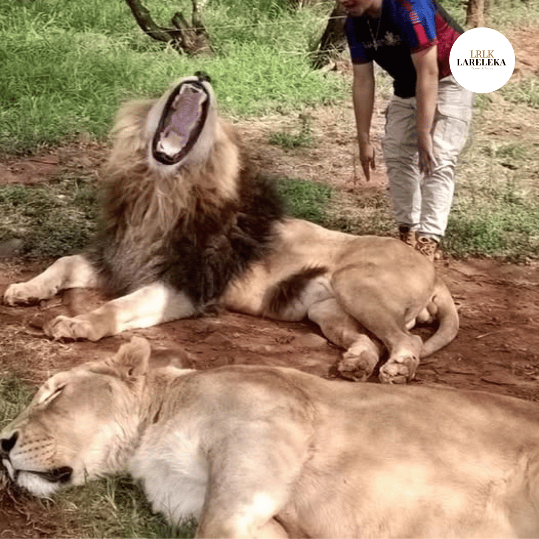 South Africa safari tour with lions and wildlife for Filipino travellers