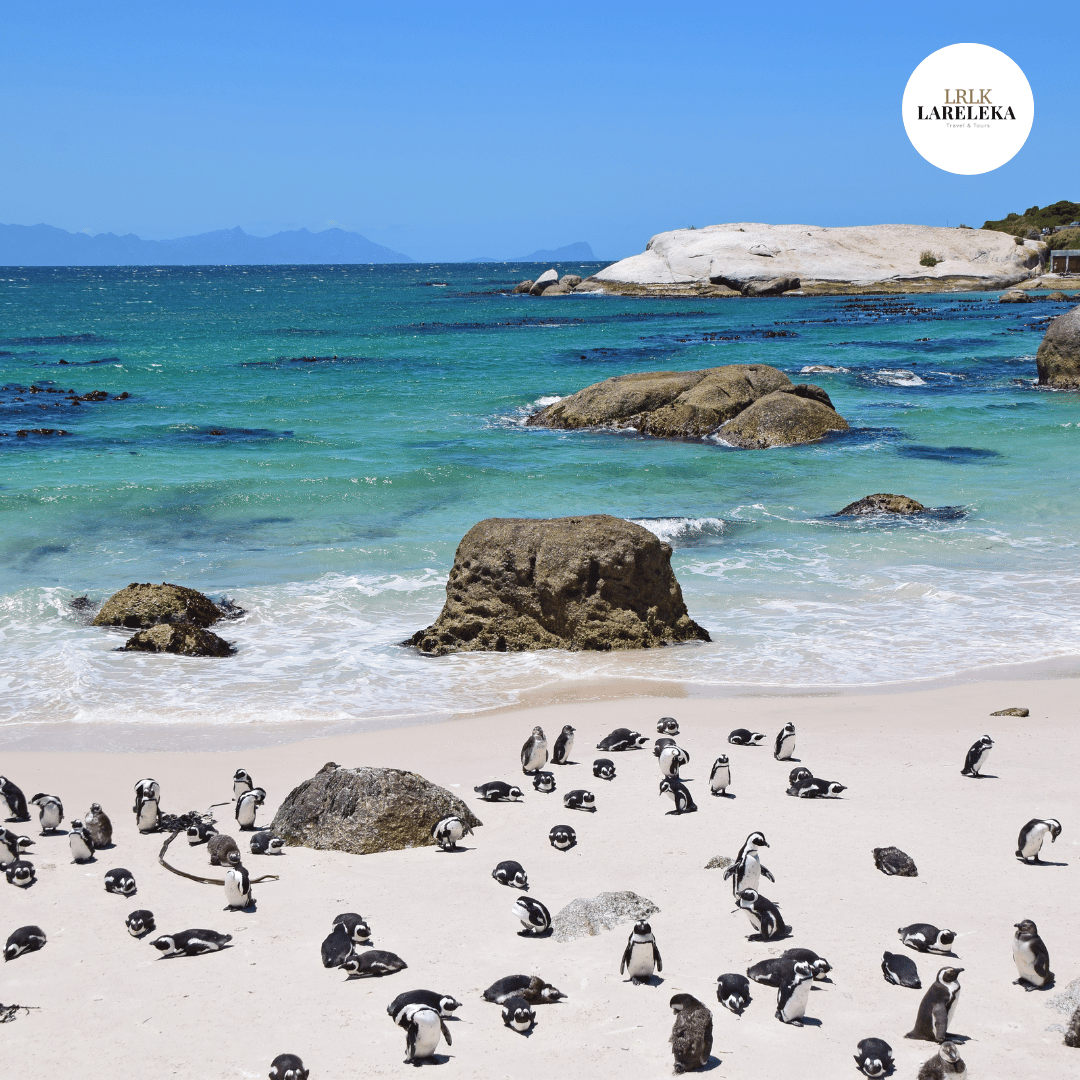 Boulders Beach penguins South Africa tour