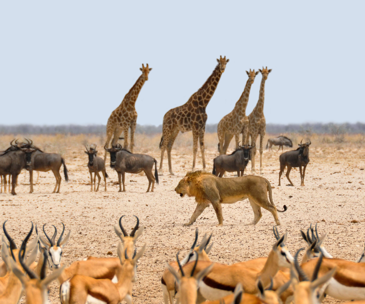 African landscape